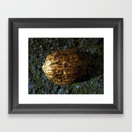 Golden Nut Shell Framed Art Print