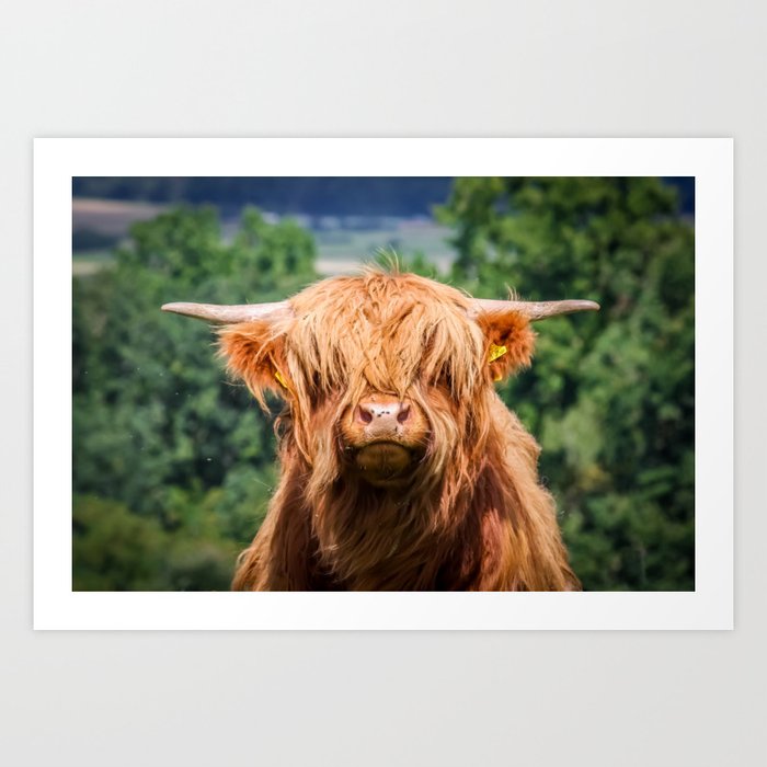 Cute Long Haired Cow Art Print By Anguru Society6