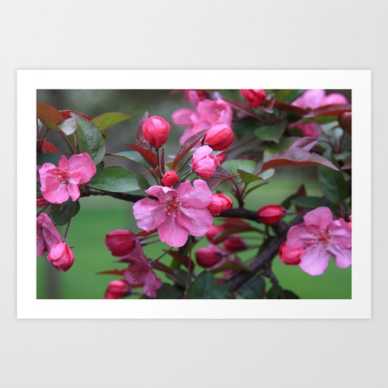 Spring Blooms Art Print