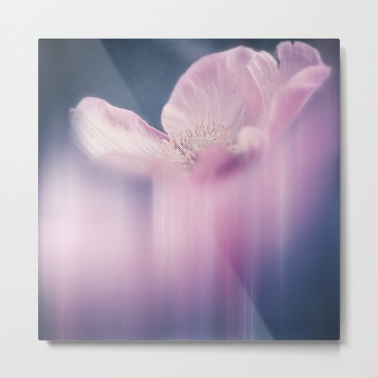 FADING BEAUTY - Abstraction of a pink cosmea Metal Print