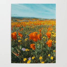 California Wildflower Poppy Superbloom Poster
