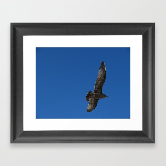 Flying Hawk Framed Art Print
