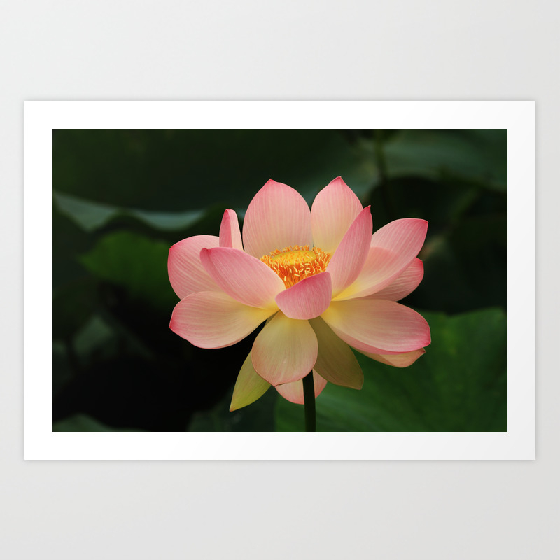 Peaceful Zen Garden Pink Lotus Floral Art Print By Katelcardsnmore Society6 Your peaceful zen stock images are ready. society6