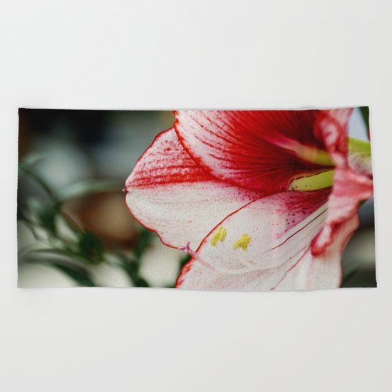 Red Amaryllis Beach Towel