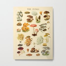 Mushrooms Vintage Illustration Metal Print