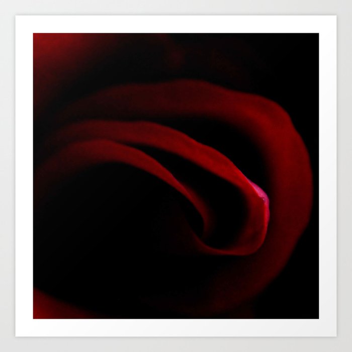 Rose 13 Art Print