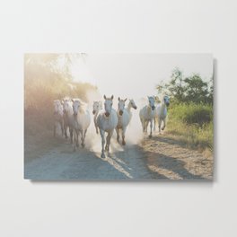 Camargue Horses XIII Metal Print | Gallopinghorses, Equestrianprint, Travelphotography, Horseart, Photo, Equinephotograph, Afternoonlight, Francephotograph, Frenchdecor, Horseprint 