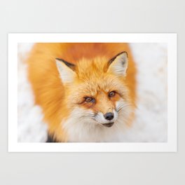 Japanese red fox resting, sleeping and playing in the white snow forest background in Japan Art Print