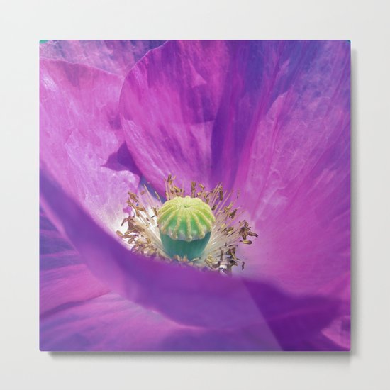 purple poppy macro IIX Metal Print