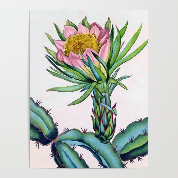 Blooming cactus Poster