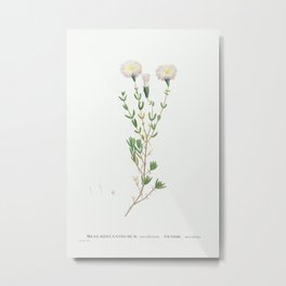 Mesembryanthemum Nodiflorum (Slenderleaf Iceplant) from Histoire des Plantes Grasses (1799) by Pierr Metal Print | Background, Bouquet, Wedding, Vintage, Decoration, Design, Curated, Blossom, Summer, Flower 