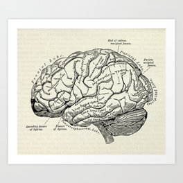 Vintage medical illustration of the human brain Art Print