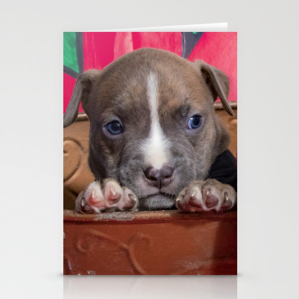 Cute Brother and Sister Pitbull Puppies with Blue Eyes Cuddling Together in a Spring Basket Stationery Cards