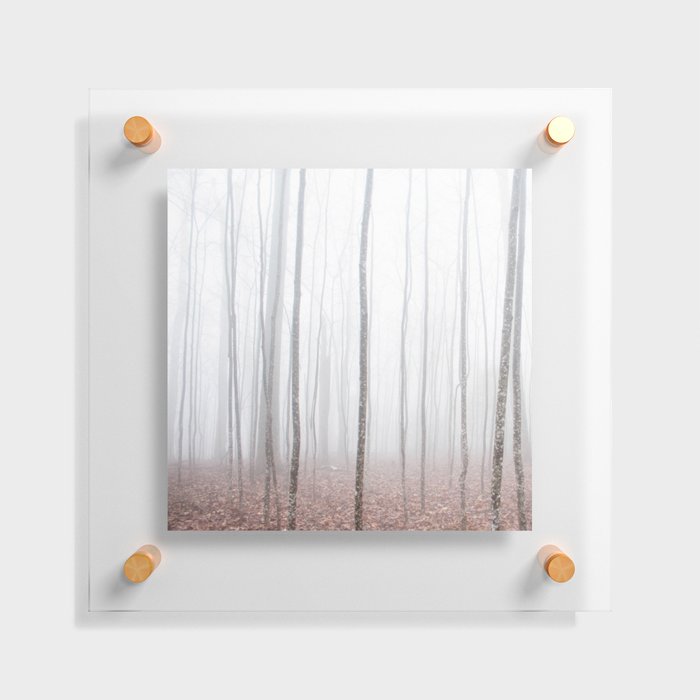 Misty Birch Forest Floating Acrylic Print