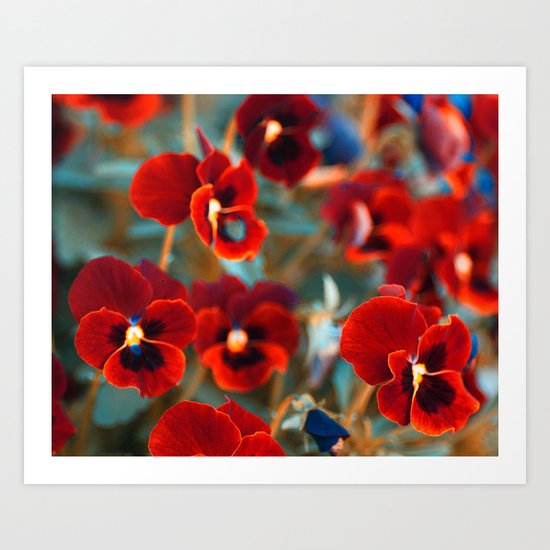 Red violas. Art Print