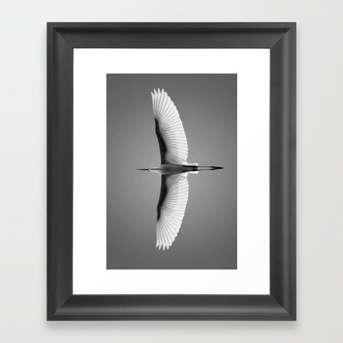 Wings of an Egret in Mid-flight black and white photography - black and white photographs Framed Art Print
