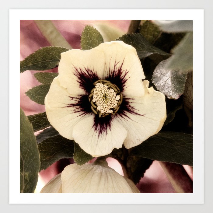 Hellebore Flowers Art Print