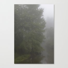 Bald cypress Canvas Print