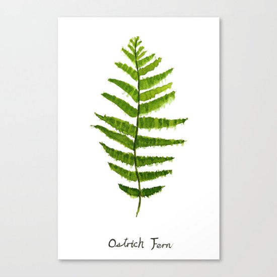Ostrich fern Canvas Print