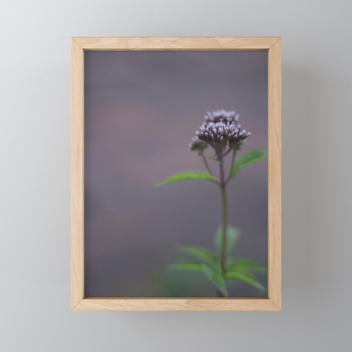 deep purple - nature flower photography - close up of unfolding purple flower  Framed Mini Art Print