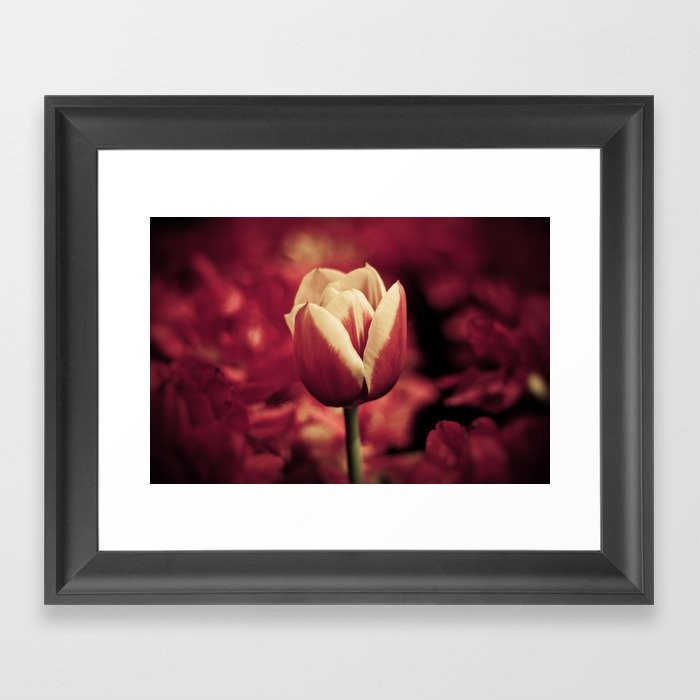 tulip Framed Art Print