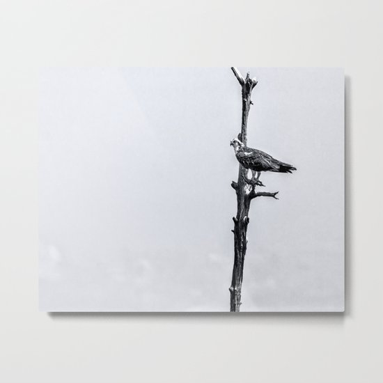 Lonely Perch Metal Print