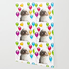 Paul Top Model - Shih tzu dog - Colorful Balloons Wallpaper