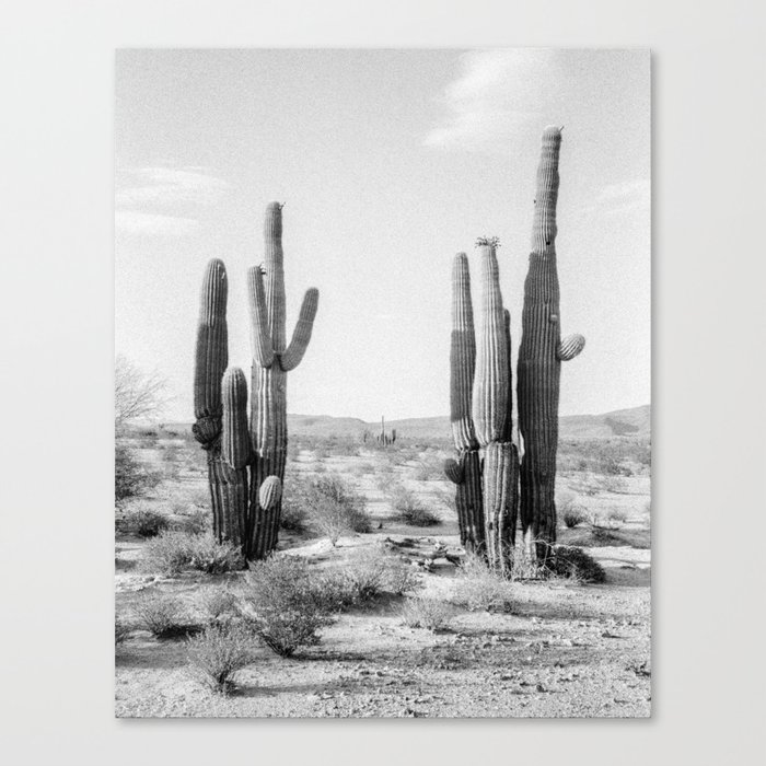 Black and White Saguaros Canvas Print