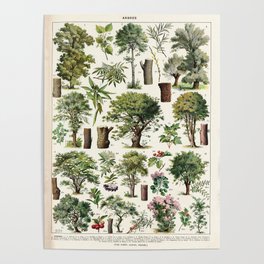 Adolphe Millot - Arbres A - French vintage botanical poster Poster