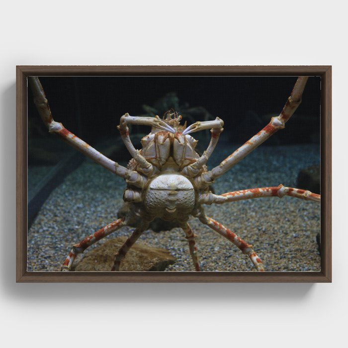 Alaskan King Crab Framed Canvas