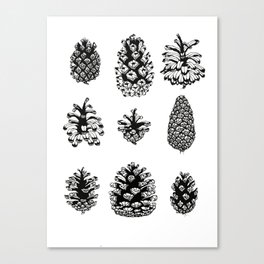 Pinecone study Canvas Print