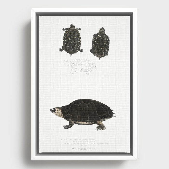 Spotted Terrapin & Thicknecked Terrapin Framed Canvas