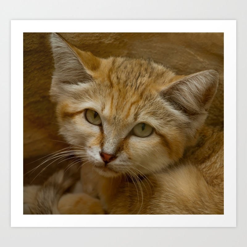 Sand Cat Art Print By Catspaws Society6