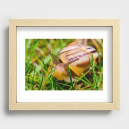Happy Snail Wandering Through the Grass Photograph. Recessed Framed Print