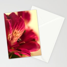 {lily the pink} Stationery Cards