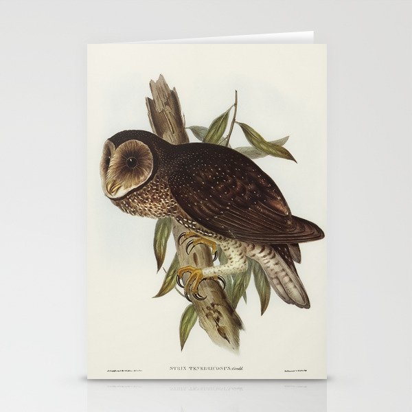 Sooty Owl (Strix tenebricosus, Gould) illustrated by Elizabeth Gould (1804–1841) for John Gould’s (1 Stationery Cards