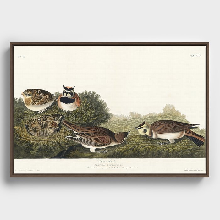 Shore Lark from Birds of America (1827) by John James Audubon Framed Canvas