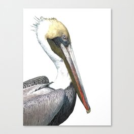 Pelican Portrait Canvas Print
