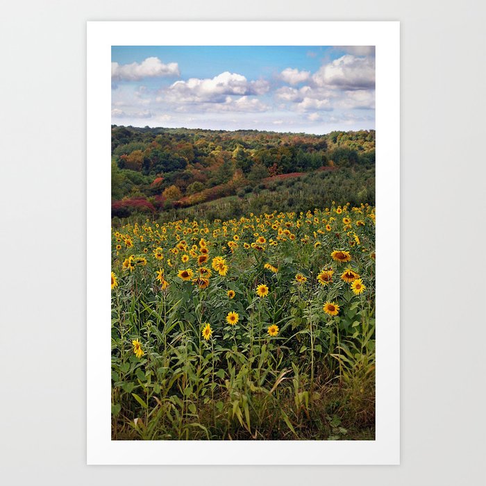 Sunflowers in the Fall Art Print