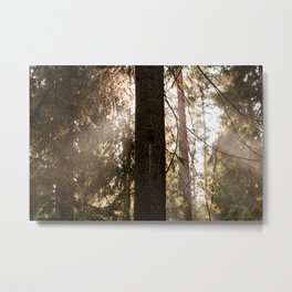 Sunshine in the forest Metal Print
