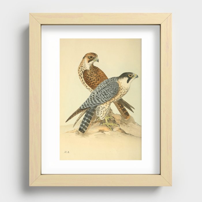 Peregrine Falcon by Henry Leonard Meyer, 1853 (benefitting The Nature Conservancy) Recessed Framed Print