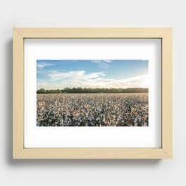 Cotton Field during Sunset Recessed Framed Print