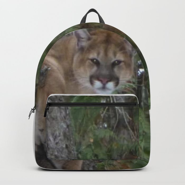 Mountain Lion in Montana Backpack