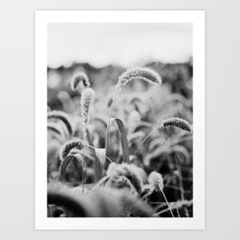Black & white field Art Print