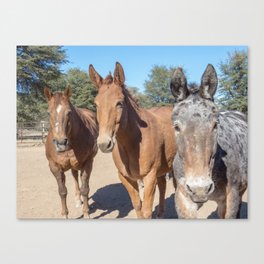 Two mules and a horse. Canvas Print