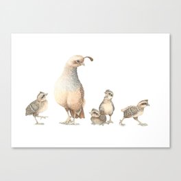 Quail Family with Mom and Babies Canvas Print