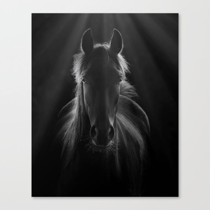 No One To Run With - Beautiful Horse Portrait black and white photograph - photography - photographs Canvas Print