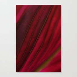 Cordyline Fructicosa Vein Leaf Structure Canvas Print