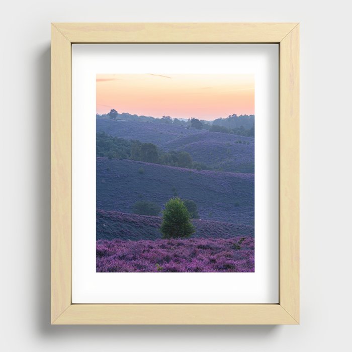 Purple flowers | Dutch heather | Nature and sunrise Recessed Framed Print