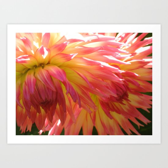 Floral Fireworks Art Print
